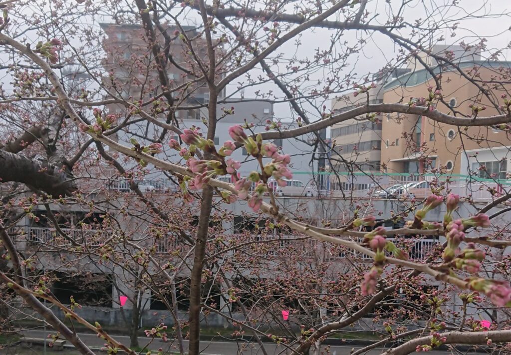 新年度を迎えました